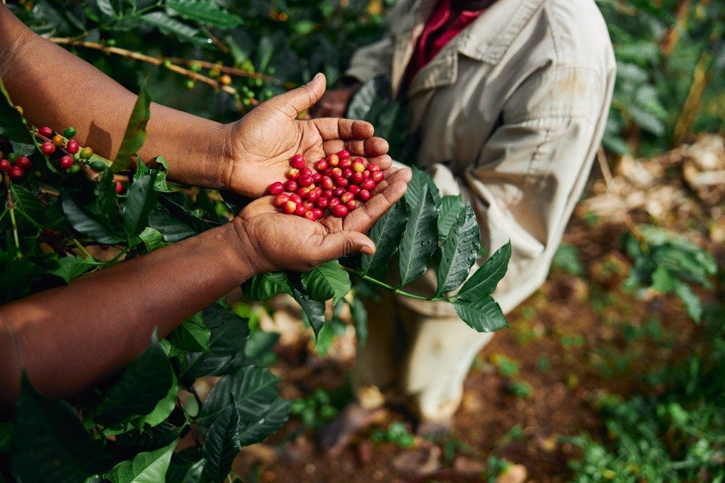 Congo coffee
