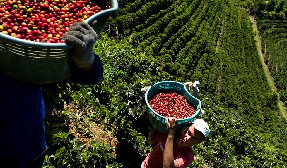 Costa Rican coffee