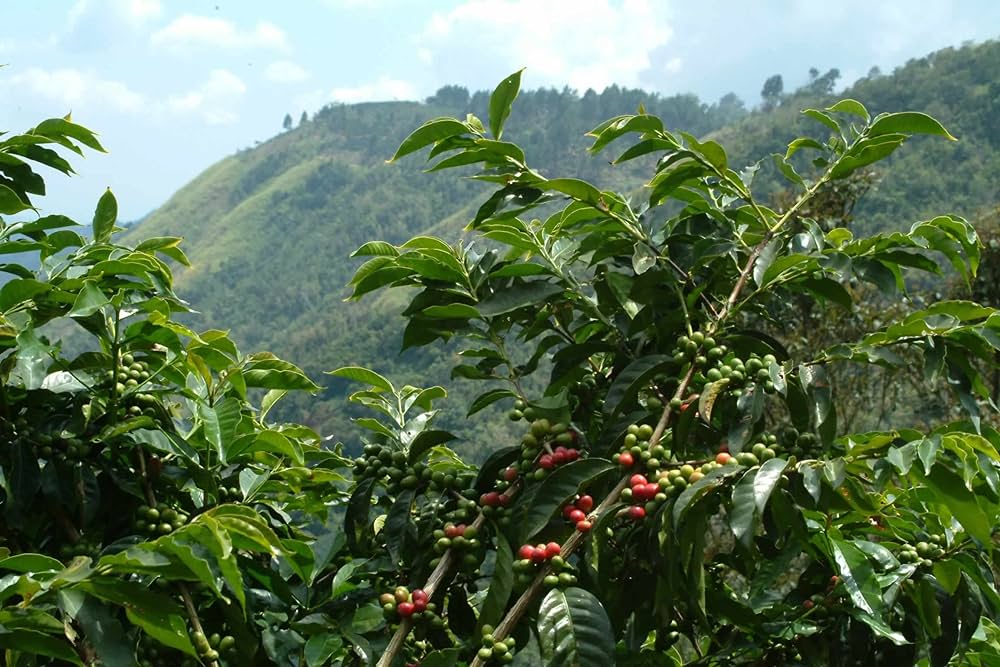 Honduran coffee