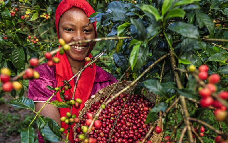 Kenya coffee
