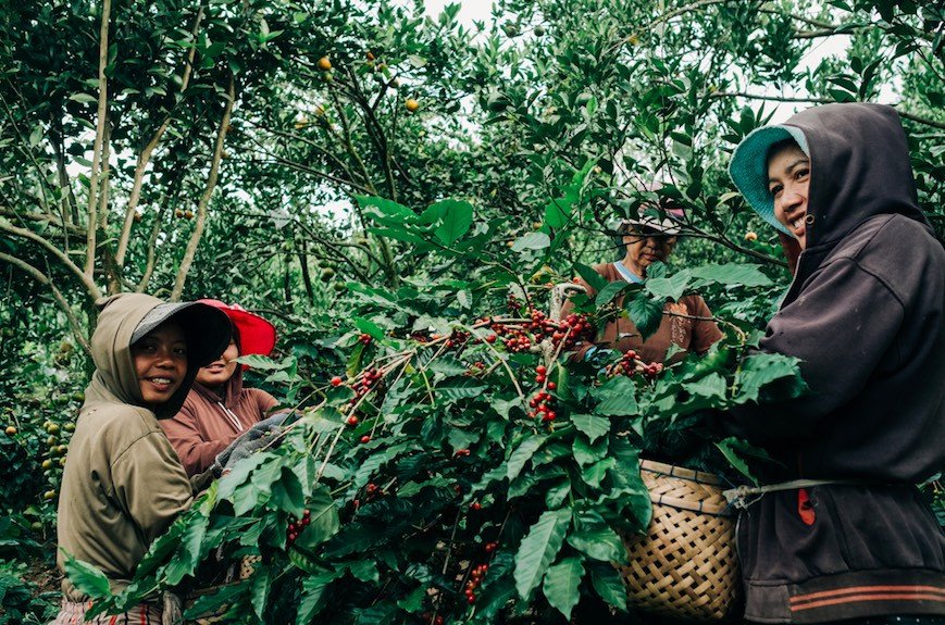 Malawian coffee
