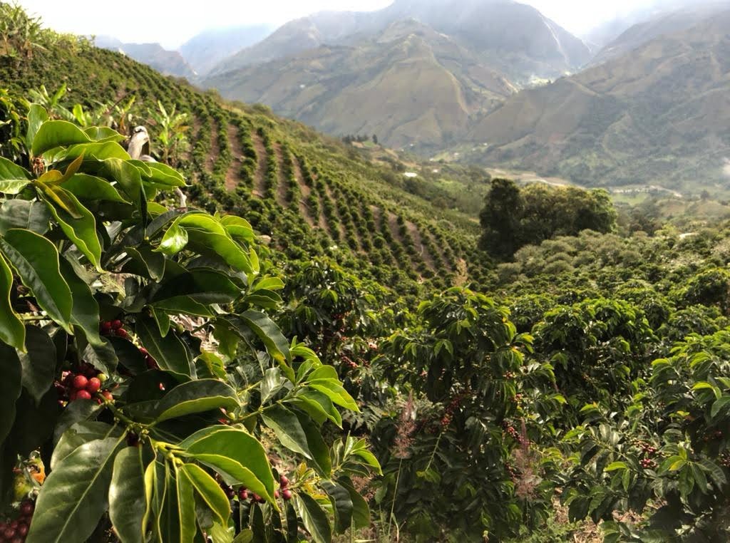 Venezuelan coffee