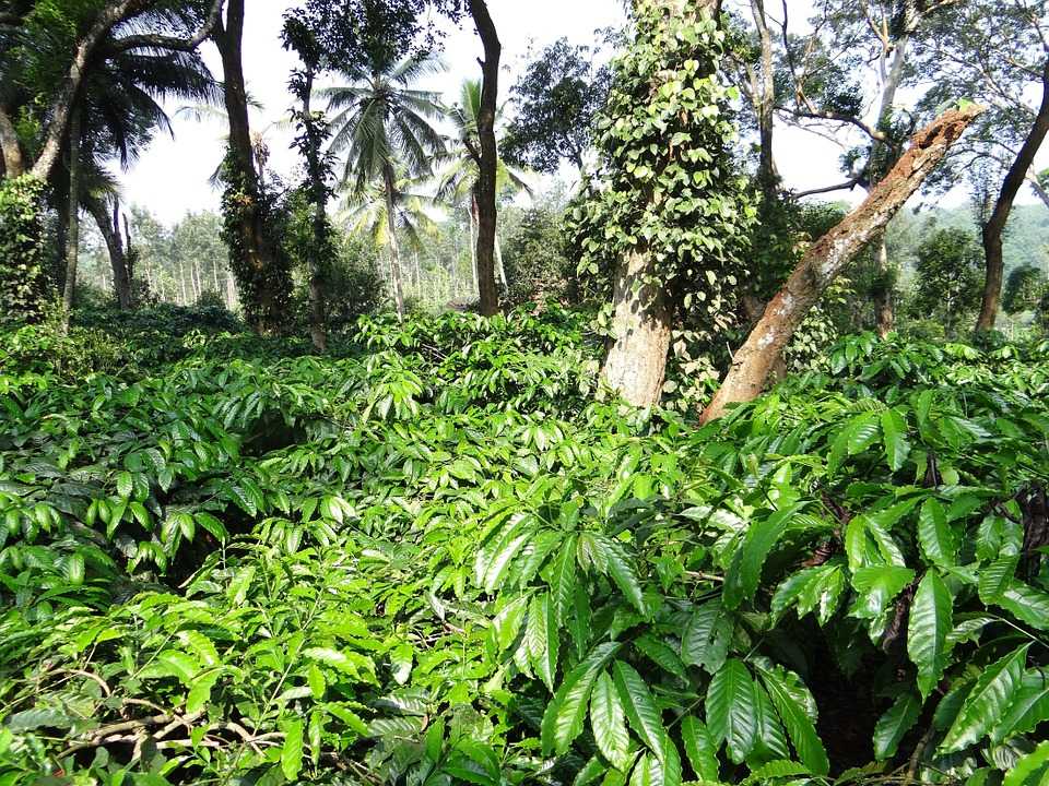Gabon coffee